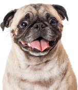 Perro con lengua de fuera