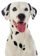 Perro con lengua de fuera